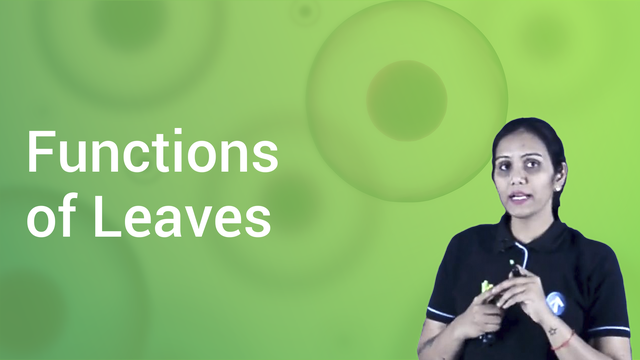 functions-of-leaves-in-hindi-biology-video-lectures